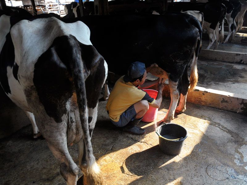 Serap Susu Peternak Lokal