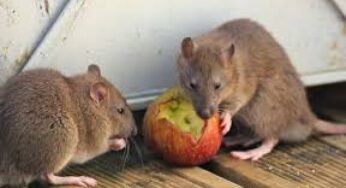 Bahaya Penyakit dari Tikus dan Hewan Lainnya: Waspada Ancaman Nyata di Sekitar Kita