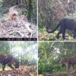 19 Macan Tutul Jawa dan Macan Kumbang Terekam Kamera Jebak di Hutan Sanggabuana