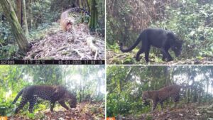 19 Macan Tutul Jawa dan Macan Kumbang Terekam Kamera Jebak di Hutan Sanggabuana