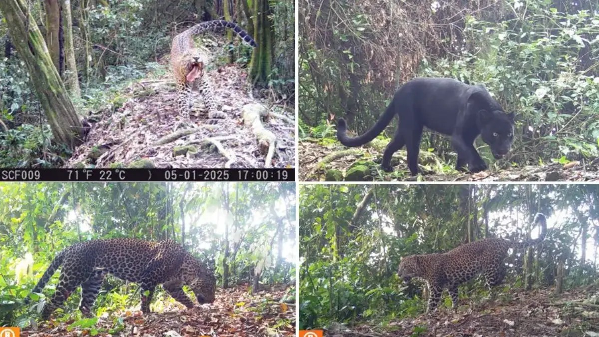 19 Macan Tutul Jawa dan Macan Kumbang Terekam Kamera Jebak di Hutan Sanggabuana