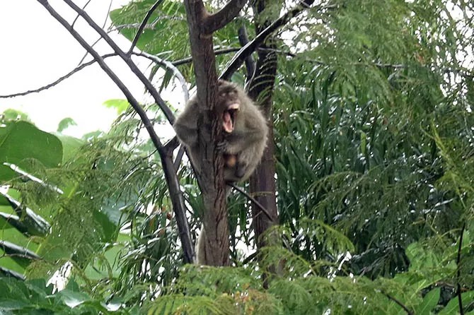 Anak 5 Tahun di Pasuruan Jadi Korban Serangan Monyet Liar