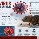 WHO Ingatkan Bahaya Membersihkan Kotoran Tikus Sembarangan karena Risiko Hantavirus